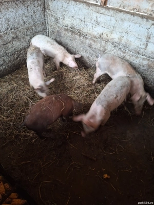 vand purcei si grasuni  - imagine 5