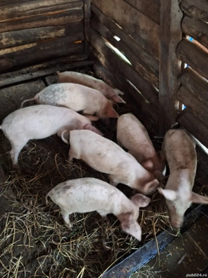 vand purcei si grasuni  - imagine 4