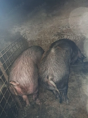 Porc de tăiat de Crăciun 