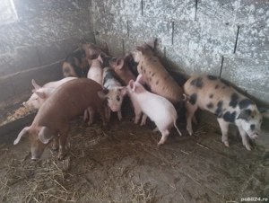 șoldani de 12, saptămini  - imagine 2