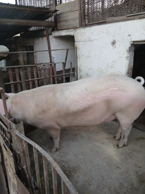 Porci de vanzare  - imagine 4