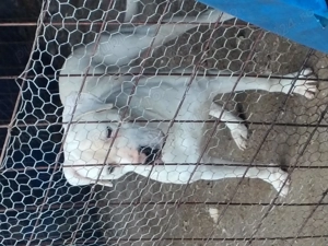 Dog argentinian de vanzare