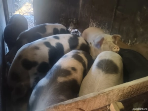 vând porci - imagine 2