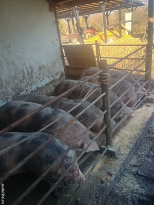 vând porci - imagine 4