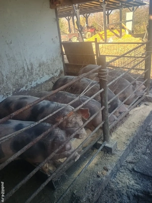 vând porci - imagine 3