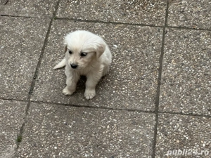 Pui Golden Retriever - imagine 2