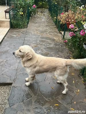 Pui Golden Retriever - imagine 5