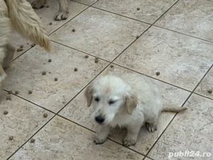 Pui Golden Retriever - imagine 3