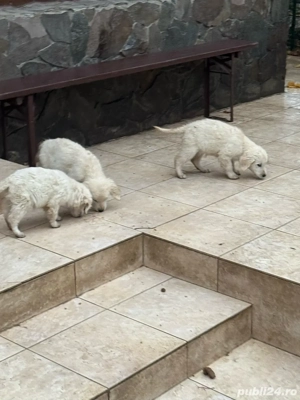Pui Golden Retriever - imagine 4