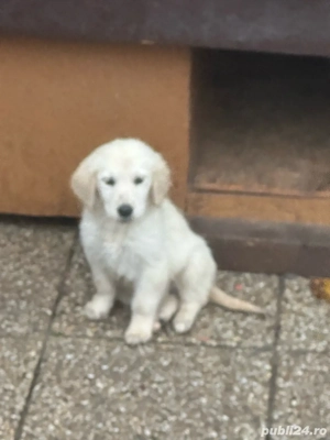 Pui Golden Retriever