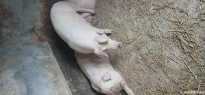 vând porci 120  130 kg