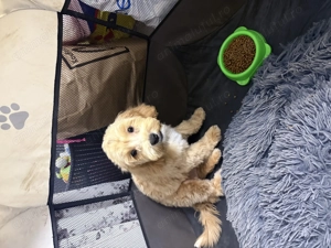 Vând cățelușă maltipoo