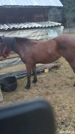 vând Manza - imagine 2