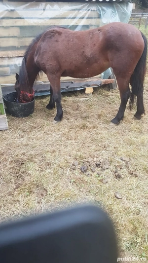 vând Manza - imagine 4