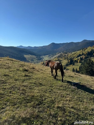 vând Manza - imagine 3