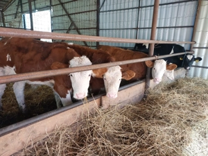 Vitei de vanzare - imagine 2