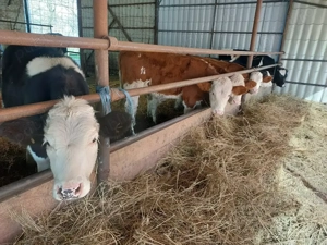 Vitei de vanzare - imagine 4