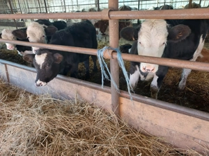 Vitei de vanzare - imagine 3