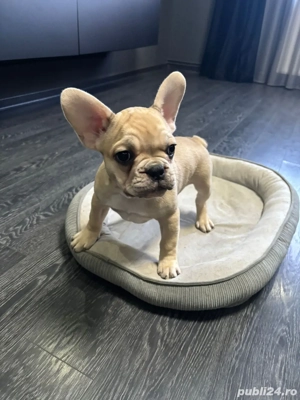 Pui bulldog francez