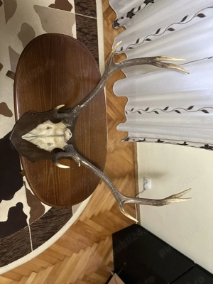 Vand coarne cerb - imagine 3