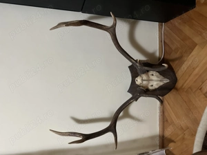 Vand coarne cerb - imagine 2