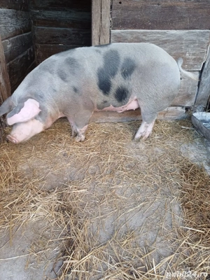 Vand porci Petrean, grasi, crescuti Bio - imagine 5