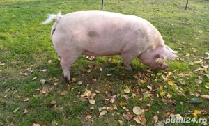 Vand porci Petrean, grasi, crescuti Bio