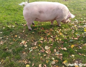 Vand porci Petrean, grasi, crescuti Bio - imagine 3