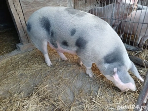 Vand porci Petrean, grasi, crescuti Bio - imagine 2
