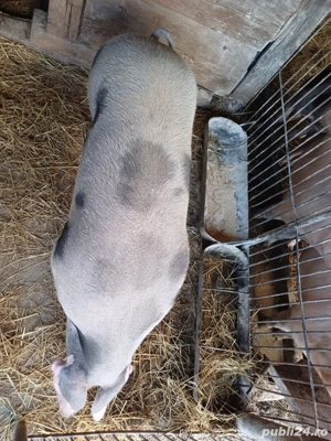 Vand porci Petrean, grasi, crescuti Bio - imagine 4