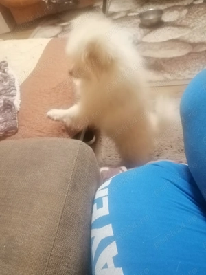 Animale de companie  - imagine 2