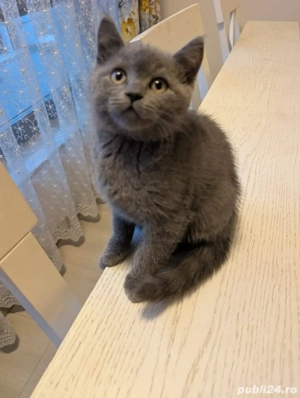 British Shorthair 