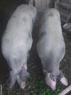 Porci grasi - imagine 3