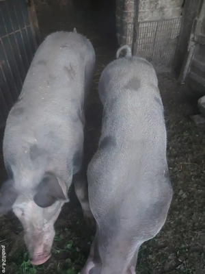 Porci grasi - imagine 4