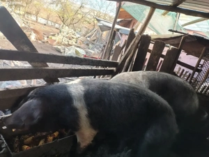 disponibil  - imagine 2