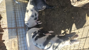 Vând porci între 100-150 kg pentru Crăciun 