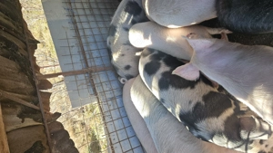 Vând porci între 100-150 kg pentru Crăciun  - imagine 2