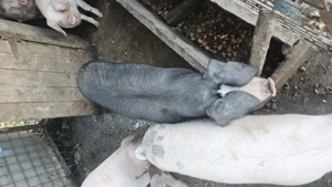 Vând porci între 100-150 kg pentru Crăciun  - imagine 4