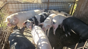 Vând porci între 100-150 kg pentru Crăciun  - imagine 5