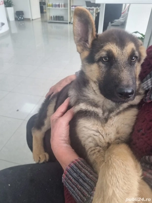 Ciobanescul german,inteligent, iubăreț și loaial întregii familiei 