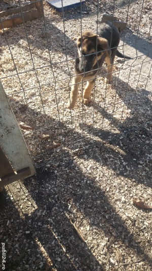 Ciobanescul german,inteligent, iubăreț și loaial întregii familiei  - imagine 2