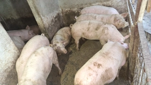 Vand porci  negociabil - imagine 4