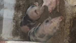 Vand porci  negociabil - imagine 3