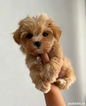 maltipoo poodle minj toy apricot deschis - imagine 2