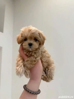 maltipoo poodle minj toy apricot deschis