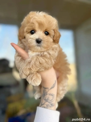 maltipoo poodle mini toy apricot 