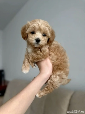 maltipoo pudel mini toy rasa pura 100%