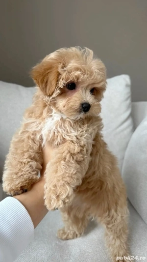 maltipoo poodle mini toy deosebit - imagine 2