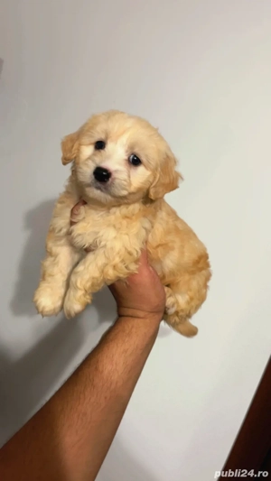 maltipoo poodle trecupe mini toy apricot deschis - imagine 3