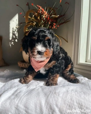 caniche poodle mini toy exemplar 